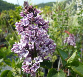 Šeřík obecný 'Sensation' - Syringa vulgaris 'Sensation'