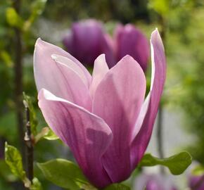 Šácholan hvězdokvětý 'G. H. Kern' - Magnolia stellata 'G. H. Kern'