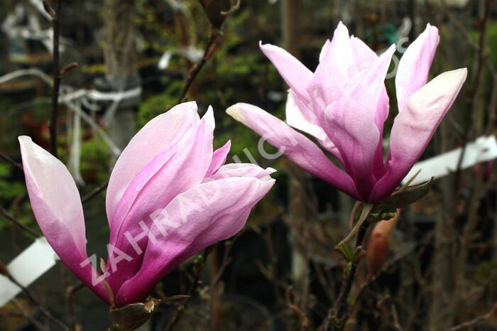 Šácholan 'Betty' - Magnolia 'Betty'