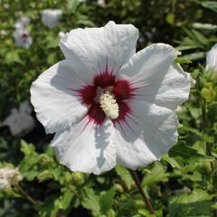 Ibišek syrský 'Mathilde' - Hibiscus syriacus 'Mathilde'