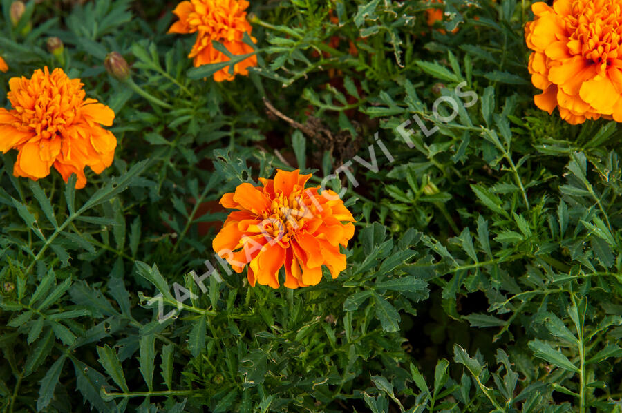 Aksamitník rozkladitý, afrikán 'Aton Orange' - Tagetes patula 'Aton Orange'