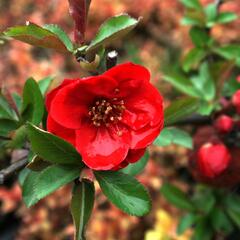 Kdoulovec lahvicovitý 'Rubra' - Chaenomeles speciosa 'Rubra'