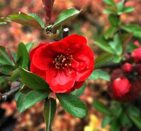 Kdoulovec lahvicovitý 'Rubra' - Chaenomeles speciosa 'Rubra'