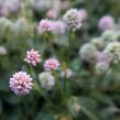 Rdesno hlavaté 'Caramel Candy' - Polygonum capitatum 'Caramel Candy'