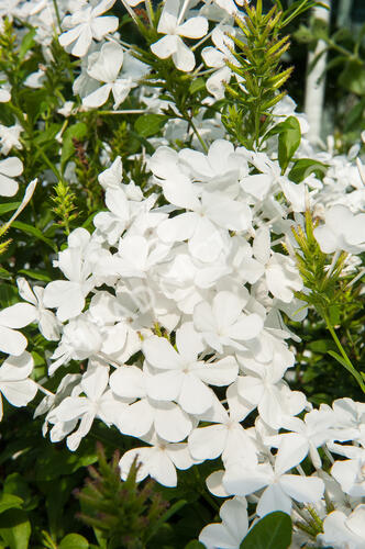 Olověnec 'White' - Plumbago auriculata 'White'