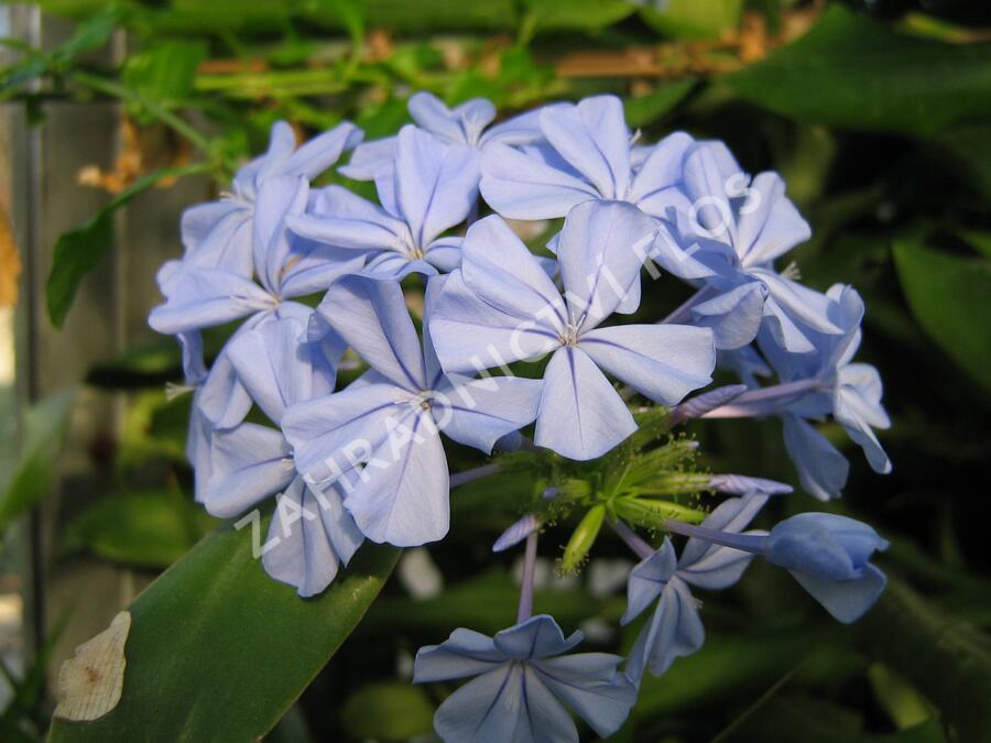 Olověnec 'Blue' - Plumbago auriculata 'Blue'