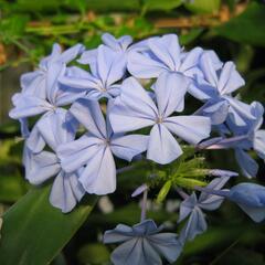 Olověnec 'Blue' - Plumbago auriculata 'Blue'