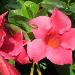 Diplandénie 'Rio Hot Pink' - Mandevilla sanderi 'Rio Hot Pink'