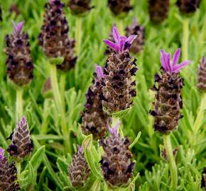 Levandule korunkatá 'Javelin Compact Blue' - Lavandula stoechas 'Javelin Compact Blue'