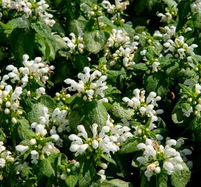 Hluchavka skvrnitá 'White Nancy' - Lamium maculatum 'White Nancy'