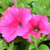 surfinie Hot Pink - Petunia surfinia Hot Pink