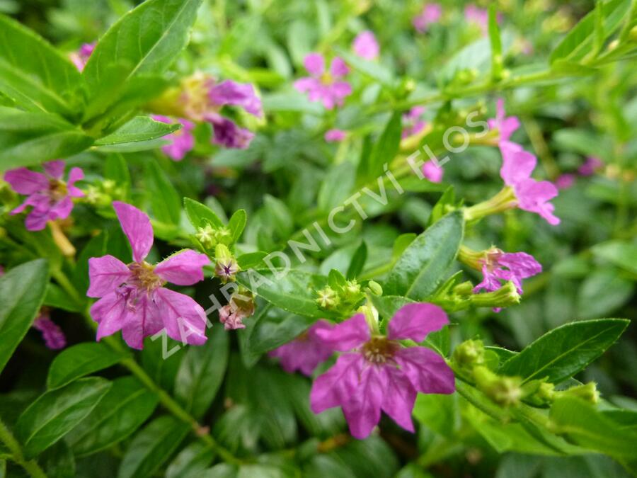 Hlazenec ohnivý 'Lila' - Cuphea hyssopifolia 'Lila'