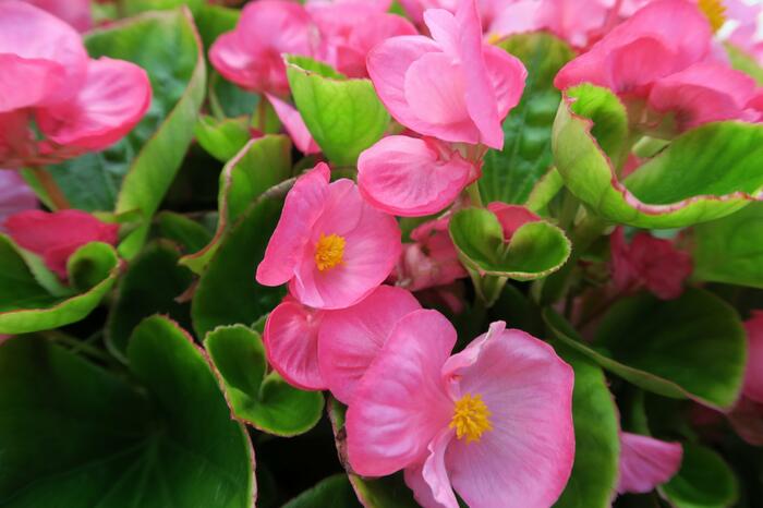 Begónie stálokvětá, ledovka, voskovka 'Brasil Rose' - Begonia semperflorens 'Brasil Rose'