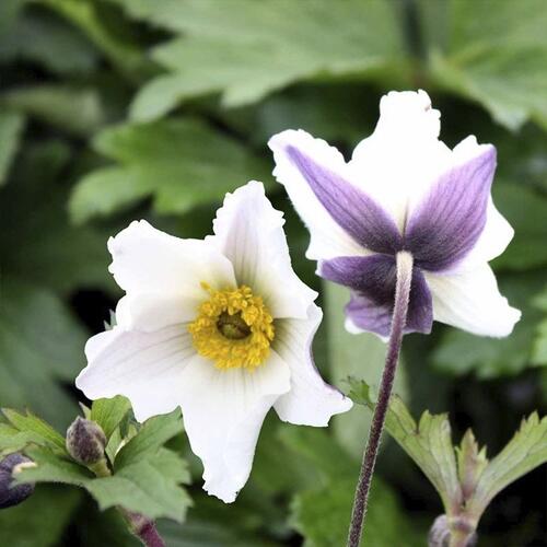 Sasanka 'Wild Swan' - Anemone hybrida 'Wild Swan'