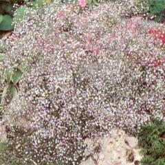 Šater latnatý 'Bristol Fairy' - Gypsophila paniculata 'Bristol Fairy'