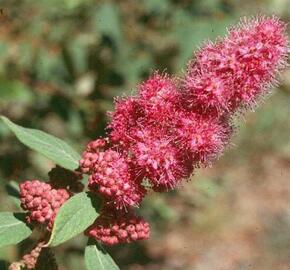 Tavolník Douglasův - Spiraea douglasii