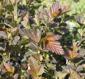 Tavola kalinolistá 'André' - Physocarpus opulifolius 'André'