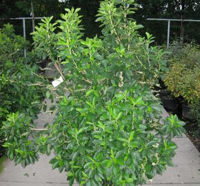 Jochovec olšolistý - Clethra alnifolia