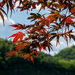 Javor dlanitolistý 'Red Pygmy' - Acer palmatum 'Red Pygmy'