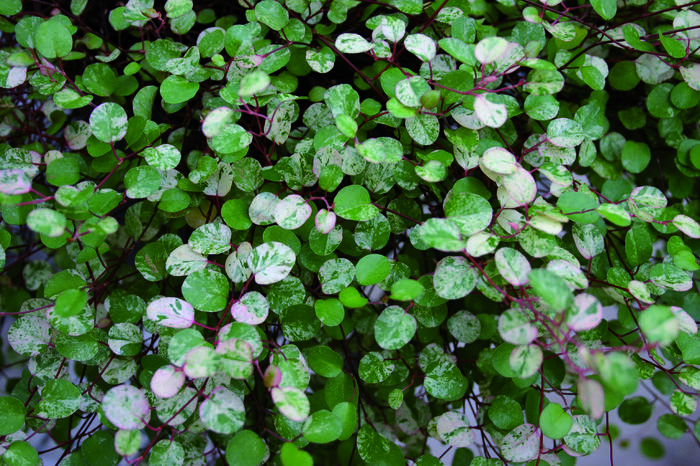 Muehlenbekie, dívenka complexa 'Tricolor' - Muehlenbeckia complexa 'Tricolor'