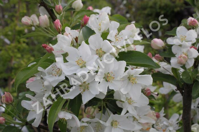 Okrasná jabloň 'White Angel' - Malus 'White Angel'