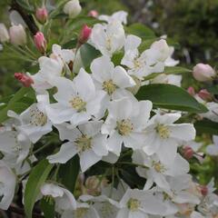 Okrasná jabloň 'White Angel' - Malus 'White Angel'