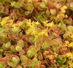 Rozchodník 'Coral Reef' - Sedum tetractinum 'Coral Reef'