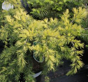 Cedr himalájský 'Golden Horizont' - Cedrus deodara 'Golden Horizont'