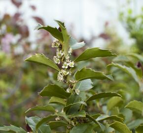 Cesmína 'Blue Maid' - Ilex meserveae 'Blue Maid'