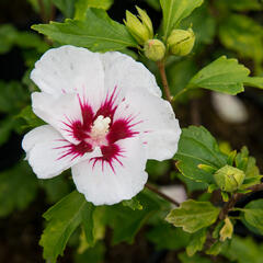 Ibišek syrský 'Red Heart' - Hibiscus syriacus 'Red Heart'