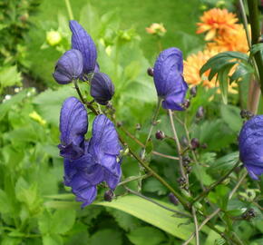 Oměj Henryův 'Spark's Variety' - Aconitum henryi 'Spark's Variety'