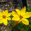 Krásnoočko přeslenité 'Grandiflora' - Coreopsis verticillata 'Grandiflora'