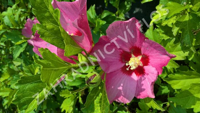 Ibišek syrský 'Pink Giant' - Hibiscus syriacus 'Pink Giant'