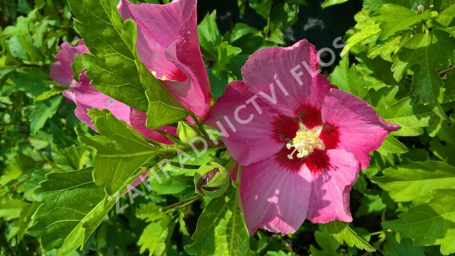 Ibišek syrský 'Pink Giant' - Hibiscus syriacus 'Pink Giant'