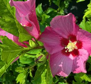 Ibišek syrský 'Pink Giant' - Hibiscus syriacus 'Pink Giant'