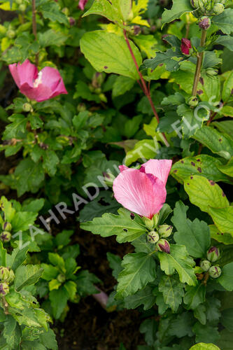 Ibišek syrský 'Woodbridge' - Hibiscus syriacus 'Woodbridge'