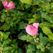 Ibišek syrský 'Woodbridge' - Hibiscus syriacus 'Woodbridge'