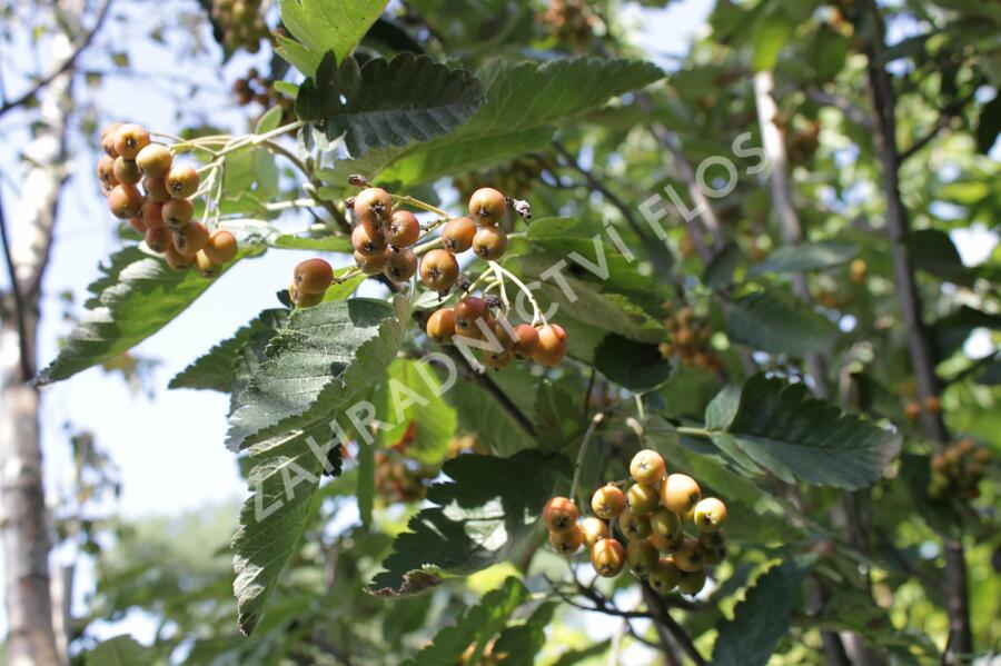 Jeřáb ptačí, jeřabina 'Fastigiata' - Sorbus aucuparia 'Fastigiata'