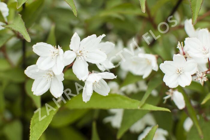 Trojpuk růžový 'Campanulata' - Deutzia rosea 'Campanulata'