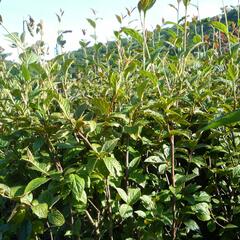 Skalník puchýřnatý - Cotoneaster bullatus