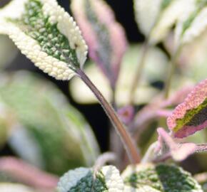 Šalvěj lékařská 'Tricolor' - Salvia officinalis 'Tricolor'