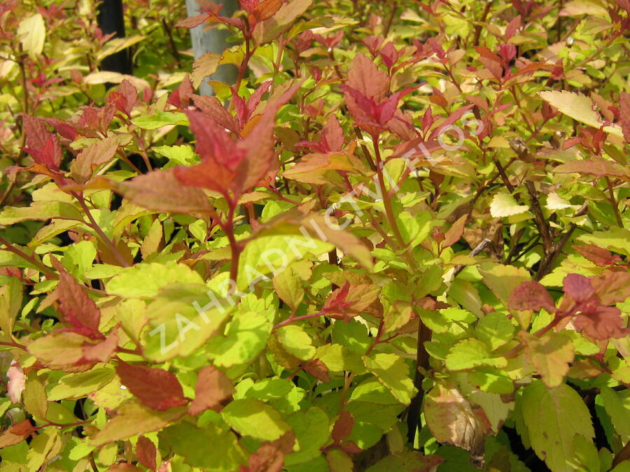 Tavolník japonský 'Firelight' - Spiraea japonica 'Firelight'