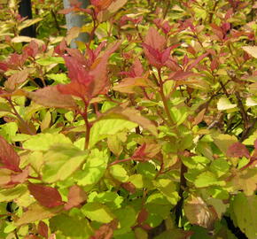 Tavolník japonský 'Firelight' - Spiraea japonica 'Firelight'