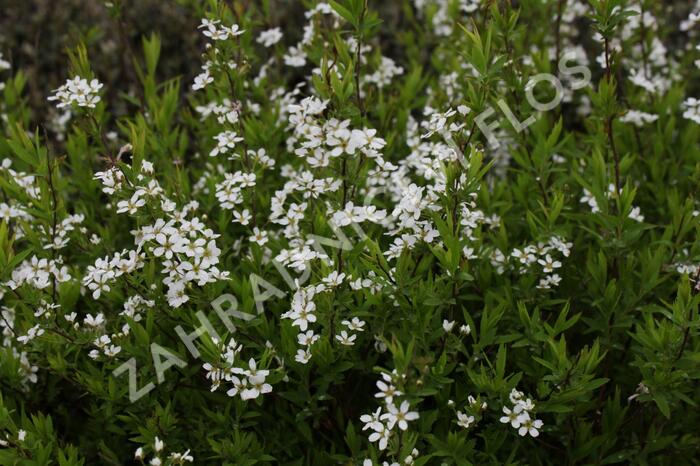 Tavolník Thunbergův - Spiraea thunbergii