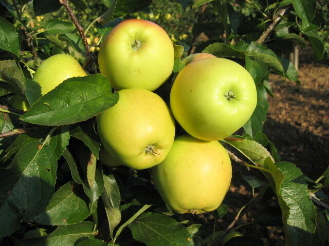 Jabloň zimní 'Golden Delicious' - Malus domestica 'Golden Delicious'