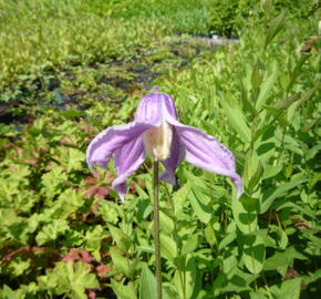 Plamének celolistý 'Mongolian Bells' - Clematis integrifolia 'Mongolian Bells'