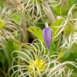 Plamének celolistý 'Blue Ribbons' - Clematis integrifolia 'Blue Ribbons'