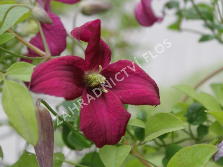 Plamének vlašský 'Rubra' - Clematis viticella 'Rubra'