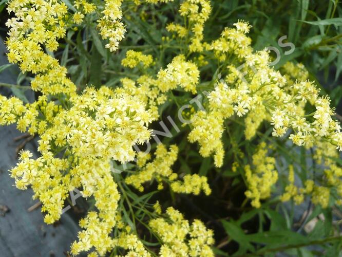 Zlatobýl 'Super' - Solidago 'Super'