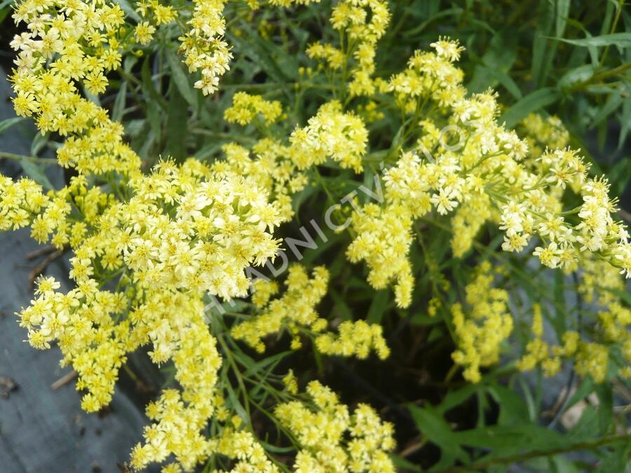 Zlatobýl 'Super' - Solidago 'Super'